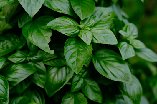 Let’s Talk Basil